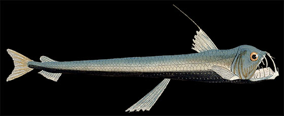 Image of a viperfish; notice the light organ on top of the extended dorsal fin ray