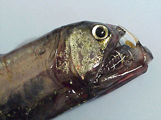 Closeup image of viperfish specimen head