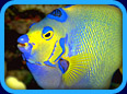 Marine Life Website Links