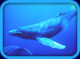 Marine Mammal Website Links