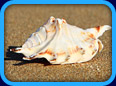 Seashells & Conchology Website Links