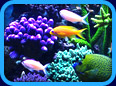 Aquarium Hobby Website Links