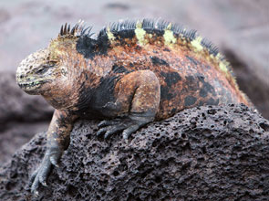 Image of a Galapagos Marine Iguana