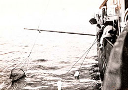 Image of the crew of the steamship Albatross collecting marine life