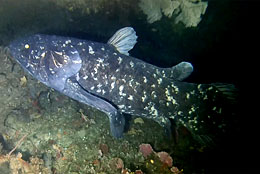 Image of a live Coelacanth