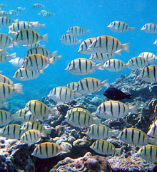 Image of a school of reef fish