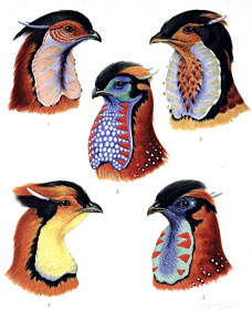 Drawings of pheasants by William Beebe