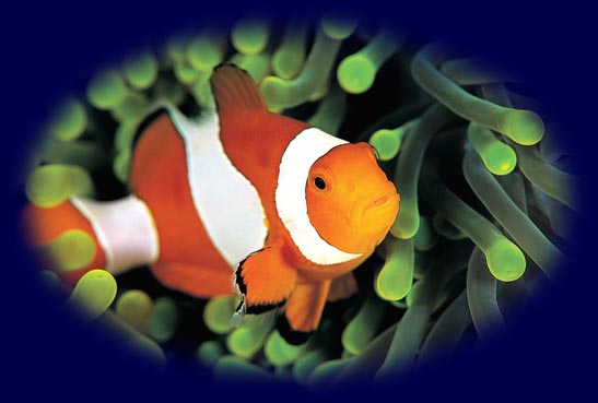 Clownfish in an Anemone
