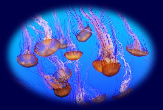 Jellyfish at a Public Aquarium