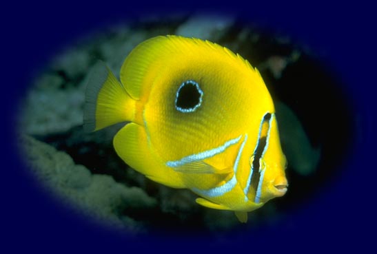 Angelfish on a Coral Reef
