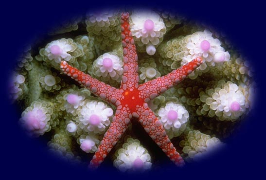 Starfish on a Coral Reef