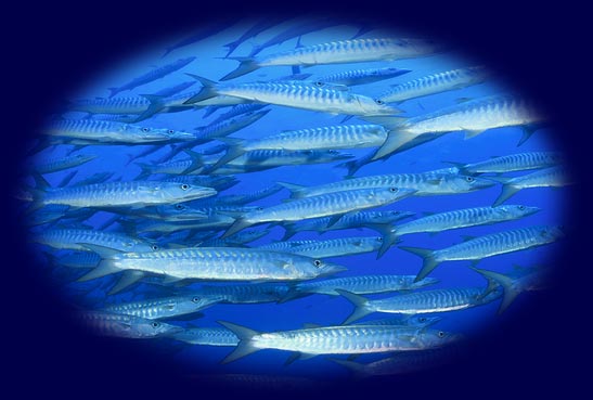 School of Fish in the Ocean