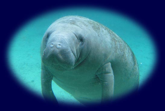 Manatee Swimming in the Ocean