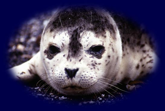 Sea Lion Pup on a Beach