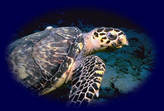 Green Sea Turtle in the Ocean