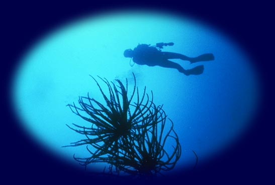 SCUBA Diver on a Coral Reef