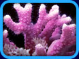 Gallery 1 - Coral Reef
