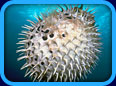 Gallery 4 - Unusual Fishes