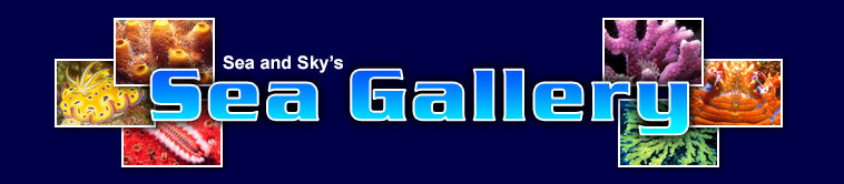 Title graphic for Sea and Sky's Sea Gallery pages