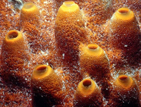 Image of a yellow sponge colony