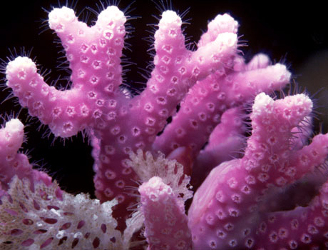 Image of a purple coral known as a California hydrocoral