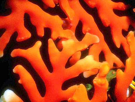 Image of a Red Sponge