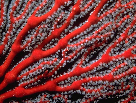 Image of a red sea fan