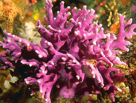 Image of a purple coral colony