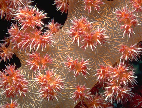Image of a orange soft coral colony
