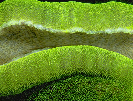 Image of a green sea anemone