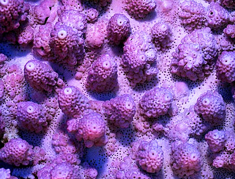 Image of a purple acropora coral