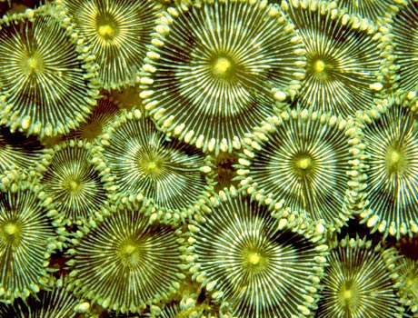Image of a colony of zoanthids known as a Button Coral