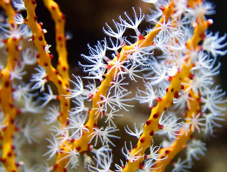 Image of a Yellow Finger Gorgonian