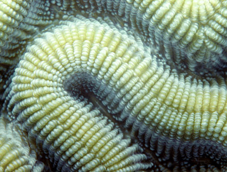 Close-up image of a Brain Coral