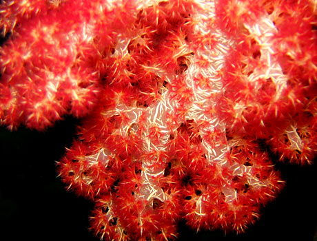 Close-up image of a Red Cauliflower Coral