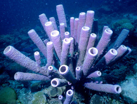 Iimage of a colony of purple tube sponges
