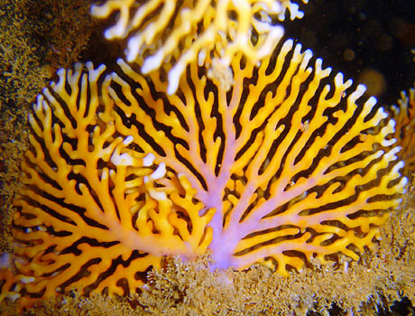 Iimage of a colorful lace coral from Micronesia