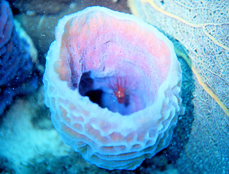 Image of a vase sponge