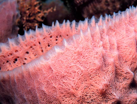 Image of a pink sponge