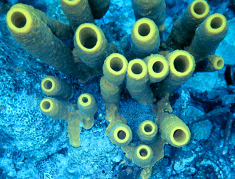 Image of a tube sponge colony