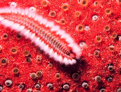 Image of an orange fireworm