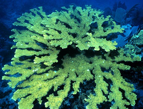 Image of an Elkhorn Coral colony