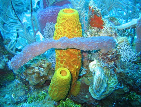 Image of a colony of different sponge species