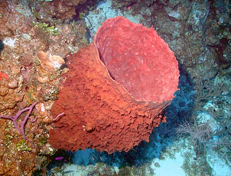 Image of a red barrel sponge