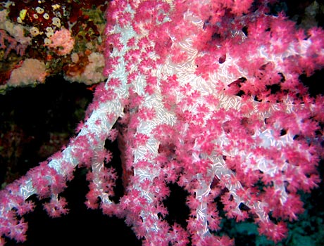 Image of a pink soft coral
