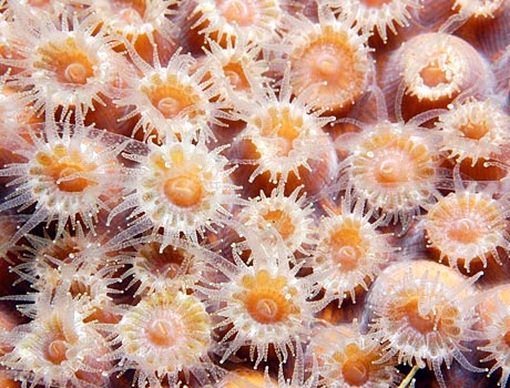 Image of a colony of orange coral polyps