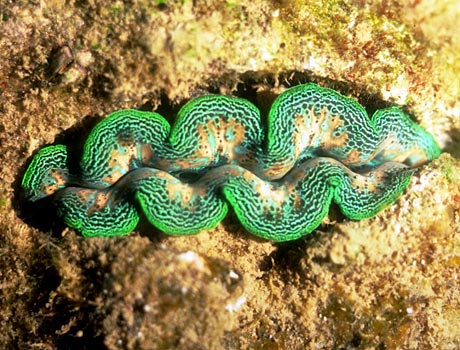 Image of a green tridacna clam, also known as a giant clam