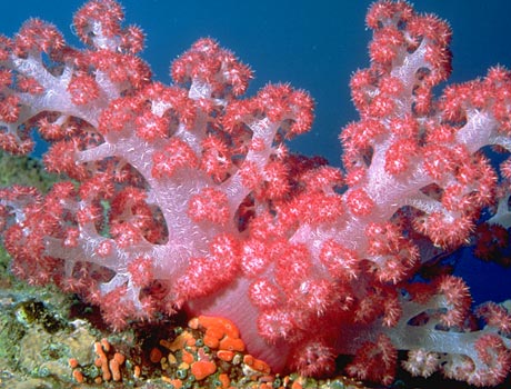 Image of a red soft coral
