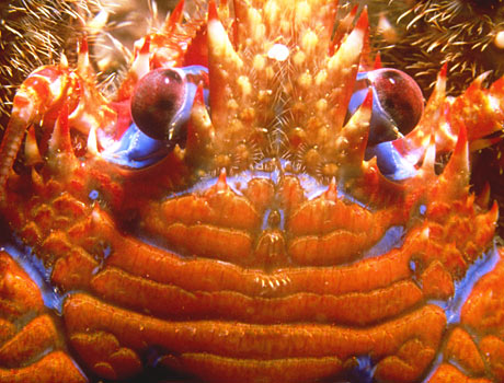 Close-up image of a colorful crab
