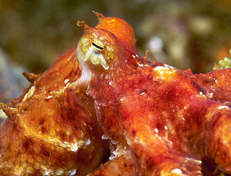 Close-up image of a Pacific octopus